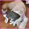 Gato & Perro 1 29
