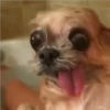 °Perros y gatos   4 25