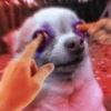 Chihuahua 25