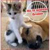 Gato & Perro 1 30