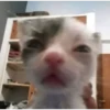°Perros y gatos   4 26