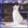 gatos vs gatos 30
