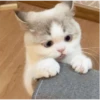 kitty♡︎cat 5