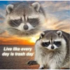 raccoon 5