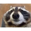 raccoon 6