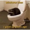 raccoon 8