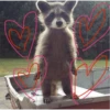 raccoon 9