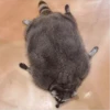 raccoon 10