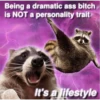 raccoon 11