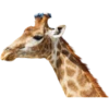 funny jungle forest cute animals 6