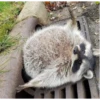 raccoon 13