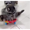 raccoon 14