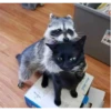 raccoon 15