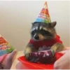raccoon 16