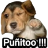 Puñitoo!!!
