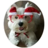 Navidad Perruna  Clásica 7