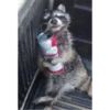 raccoon 17