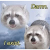 raccoon 19