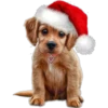 Navidad Perruna  Clásica 10