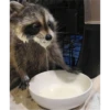 raccoon 20