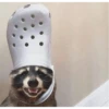 raccoon 22