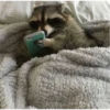 raccoon 23