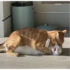 SR