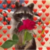 raccoon 25