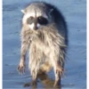 raccoon 26