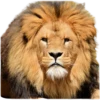 funny jungle forest cute animals 9