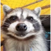 raccoon 27