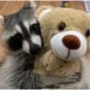 raccoon 28
