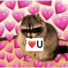 raccoon 29