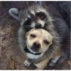 raccoon 30