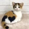 kitty♡︎cat 29