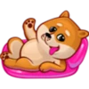 SHIBE 16
