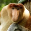 Monkey Sticker 5