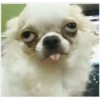 °•Perros, gatos y plus??5 9