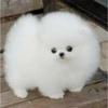 Perros Preciosos 5