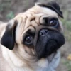 Perros Preciosos 6