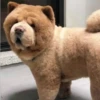 Perros Preciosos 7