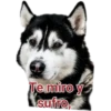 Cat-Dog 1 8