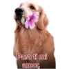 Cat-Dog 1 9