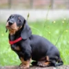 Perros Preciosos 9