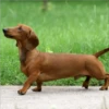 Perros Preciosos 10