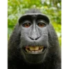 Monkey Sticker 6