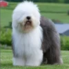 Perros Preciosos 11