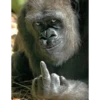 Monkey Sticker 7