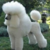 Perros Preciosos 12