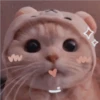 °•Perros, gatos y plus??5 19